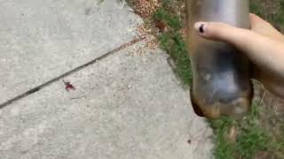 IMG 0437