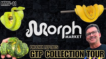 Insane Green Tree Python Collection Tour With Bill Stegall Of Phoenix Reptiles