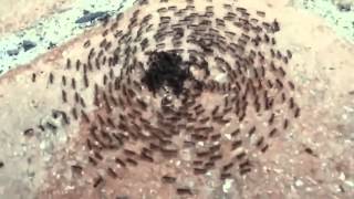 In Shadows and Dust - Circle Pit