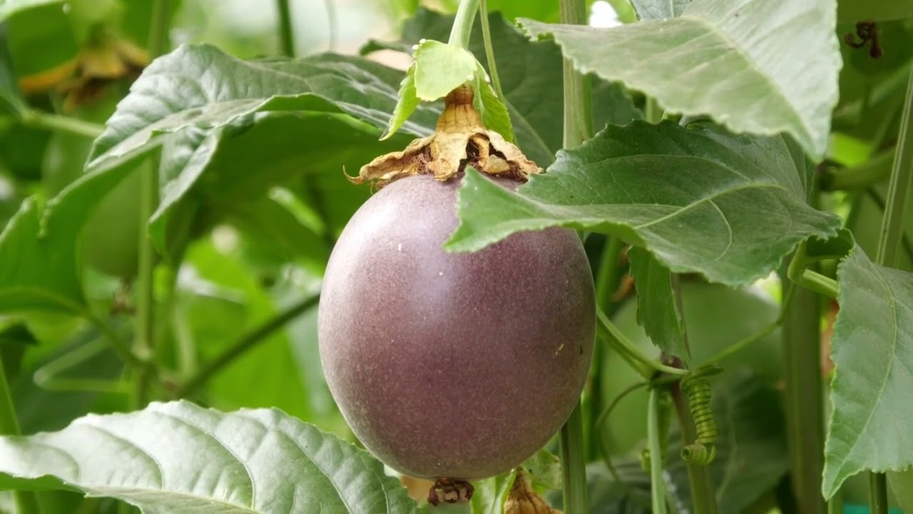 Manejo de gulupa con microorganismos - Somos Agricultura Tropical