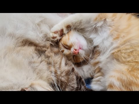 Filhotes de gato 60 dias - como eles estão?