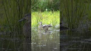 #Blauwvleugeltaling #Blue-wingedTeal