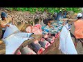 Unique aesthetic villages best quality fish market in amazing sri lanka
