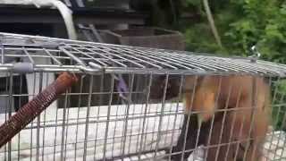 これ ハクビシンの鳴き声 夜中のうるさい声の正体を動画で見極める 害獣お助け本舗