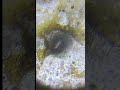 Micro VW Beetle: The Golden Vortex! 🚗🪙🕳️ #microscope #paramecium #biology #macrolophus
