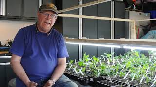 Planting & Fertilizing Dahlias
