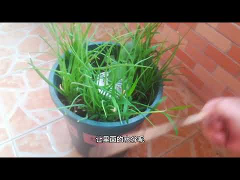 “小香葱”从黄叶到爆盆，只需要做一件简单的事！