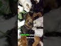 ternak marmot #ytshorts #hewan #animals