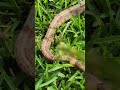 2024 Pure Hog Island Boa female! ID: 24-2-1 DOB: 07 August 2024