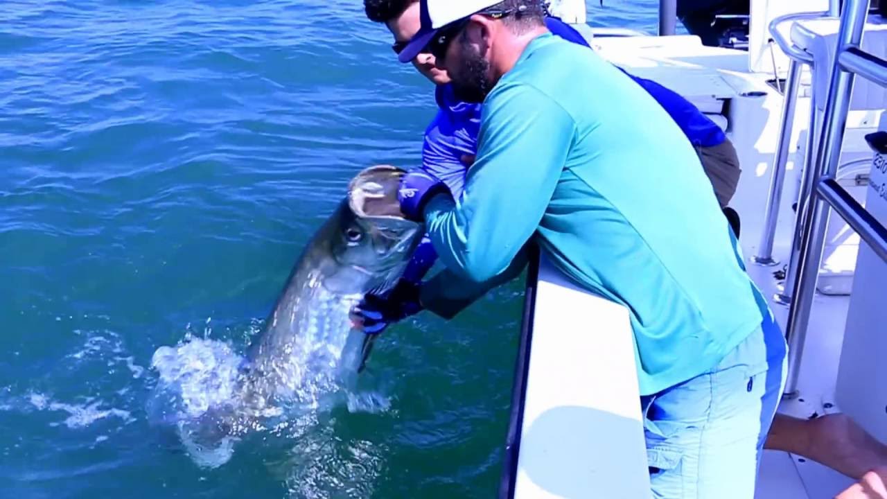 BIG Tarpon Jumping Slow Motion Fight Best Tampa Bay Tarpon Fishing with
