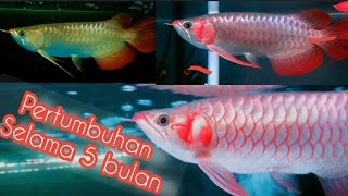 Pertumbuhan arwana super red selama 5 bulan | dari ukuran 25cm