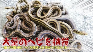 ヘビの捕まえ方 大量のヘビを捕まえにいってきたら ツリアメ 捕りアメ シマヘビの捕まえ方 ツリアメ 注意 ニシキヘビはダメだよ Youtube