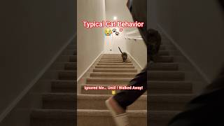 Typical Cat Behavior 😭🐾