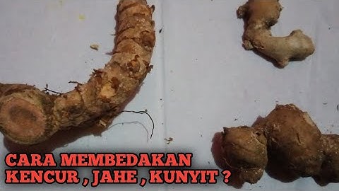 Cara Membedakan Jahe, Kencur dan Kunyit