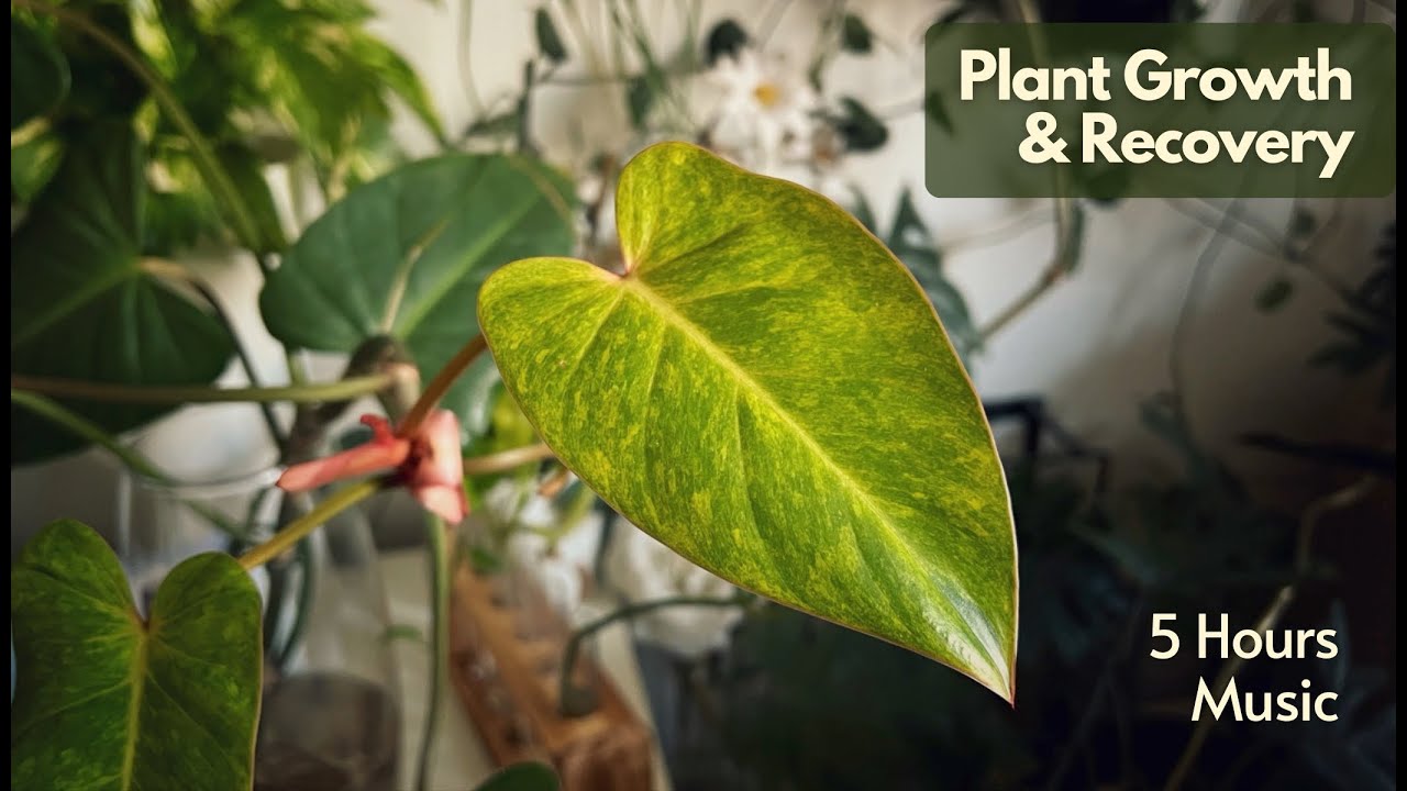 Music for Plant Growth & Vitality 🌱 Plant Recovery & Healing Music