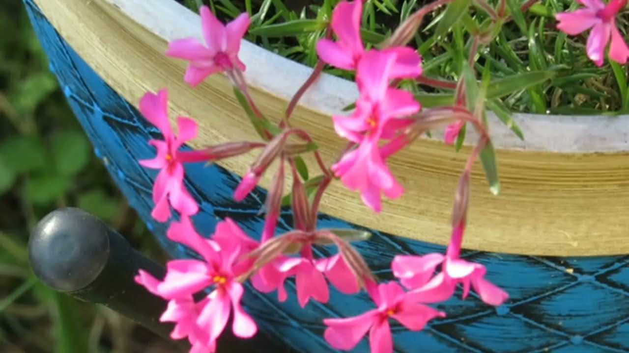 Pink moss phlox