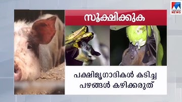 വവ്വാല്‍, പന്നി, പഴം, ഭക്ഷണം, ചുമ, പനി, ശ്വാസതടസം; നിപയെ കരുതാം ഇങ്ങനെ | Nipah Virus | Instructions