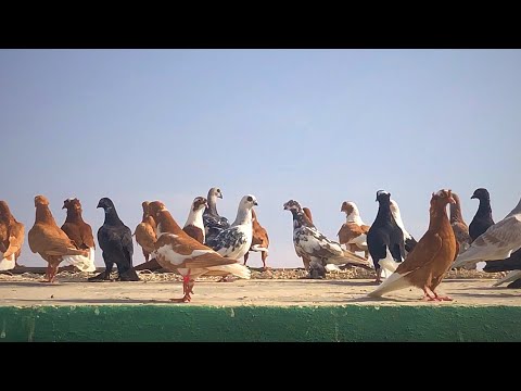 بعد كرش الفراخ وجردها بدأء بدعك فيها