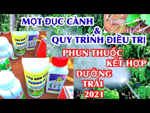 MỌT ĐỤC CÀNH TRÊN CÀ PHÊ - ĐIỀU TRỊ & CÁCH THỨC KẾT HỢP SỬ DỤNG THUỐC, PHUN THUỐC - Cường Tây Nguyên