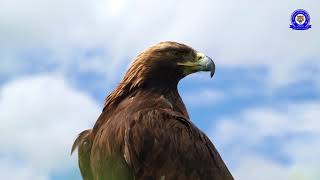 The Golden Eagle - Master of the Sky | Free Documentary Nature Sifayet_Animal_Media