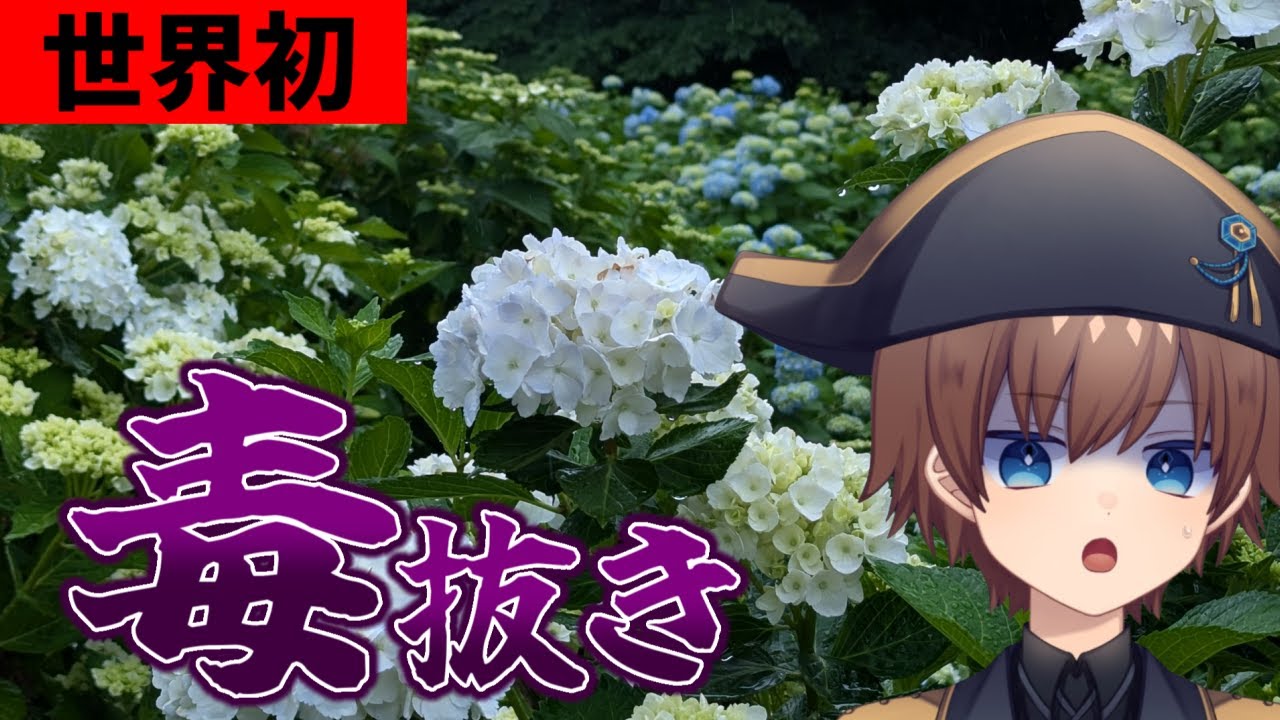 マジで世界初！？アジサイの毒を抜いて食べてみよう！