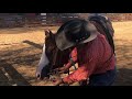 Bosal Falsa Hackamore aparato para SOMETER al caballo cuando se usa para entrenamiento