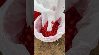 Celebrity Did you know about the wellness benefits of sour cherries? #antiagingfoods #sourcherries #wellness Net Worth