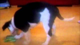 Dizzy Dora - Building A Release Cue