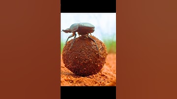 As it pushed the dung ball, astonishment could almost be seen in the elephant