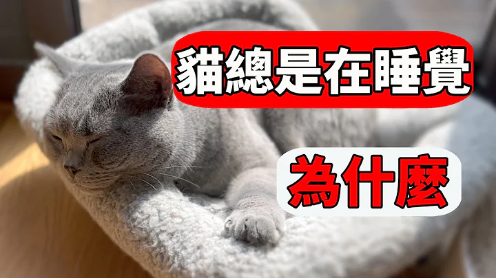 猫为什么总是在睡觉？真的天天都这么困吗？【初识猫咪EP26】 - 天天要闻