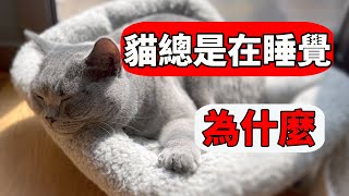 貓為什麼總是在睡覺真的天天都這麼困嗎【初識貓咪EP26】