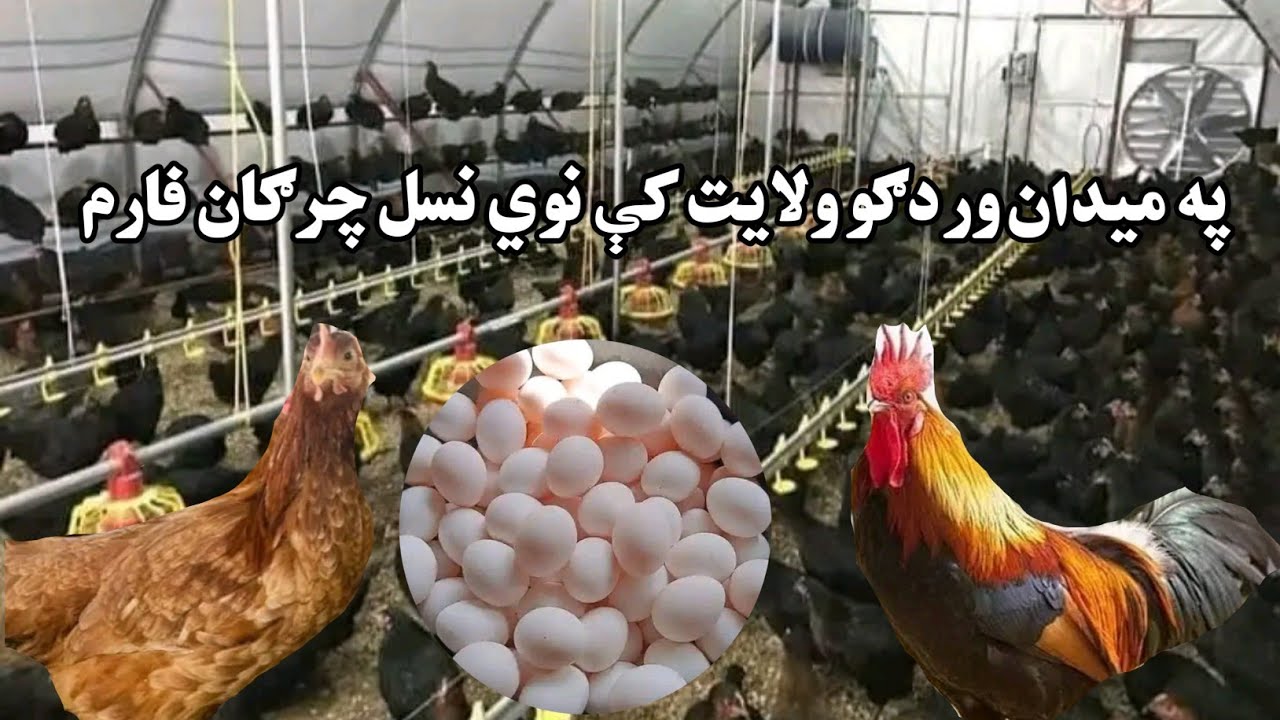 په افغانستان کـــې دیوي نســـــل چرګانو فـــــــارم!