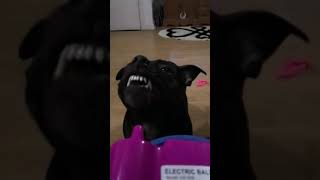 Staffy Vs Balloon Pump Staffordshire Bull Terrier Black Dog Blower Staff Vicious Bite
