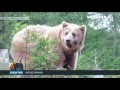 У львівських Карпатах на людину напав ведмідь