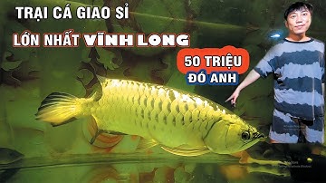 trại cá KHỦNG bỏ sỉ & lẻ  khắp nơi cũng là trại cá lớn nhất VĨNH LONG nha