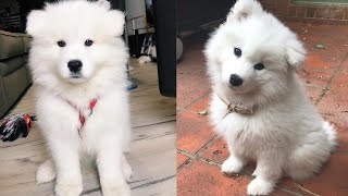 Cute & Funny Samoyeds Video Compilation 4K #15