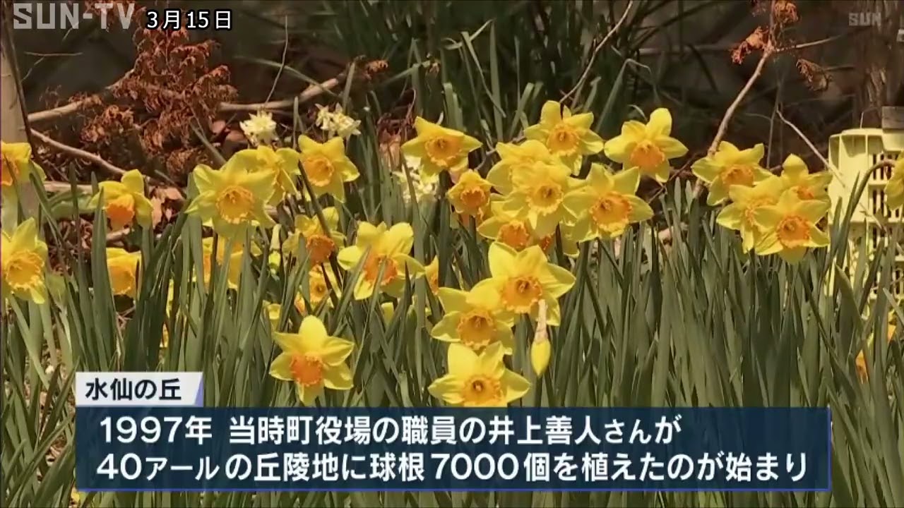 淡路島の春の花の名所 黄色のラッパスイセンが見頃 - YouTube