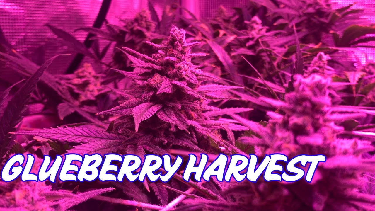 Glueberry - Gorilla Glue #4/Blueberry cross