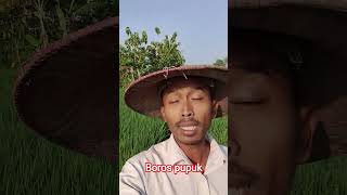 boros pupuk #algoritma