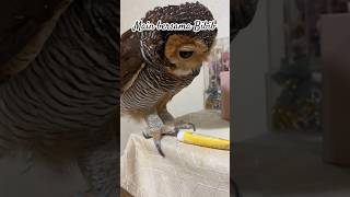 Bibib lama lama ngeselin juga ya! #burunghantu #funny #funnyanimal  #animals  #videohewanlucu