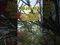 개나리 처녀  #이미자#최숙자#트로트#1958최숙자인생곡ㆍ최고히트인기애창곡