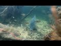 Video subaquatique