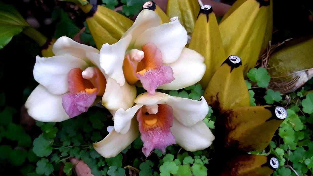 Первое цветение орхидеи Дендробиум, Бифренария. Каттлея. Цветение орхидей в июне.