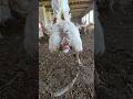 Farm life is great for chickens