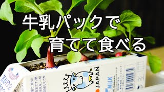 牛乳パック栽培 部屋でラディッシュ育てて食べる Youtube