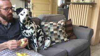 Concours du plus beau chien des HautsdeFrance : Nissé, le dalmatien du Cambrésis