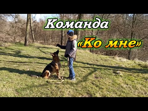 Как научить собаку команде Ко мне.  Дрессировка собак. Команда Ко мне.