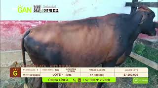 TU VITRINA GANADERA EN VIVO 03/08/2026