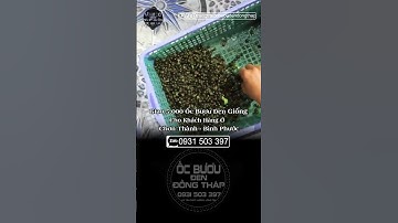 Giao 10.000 con Cho Khách ở Chơn Thành BP |  ốc bươu đen | ốc giống | ốc lác | ốc bươu đồng tháp