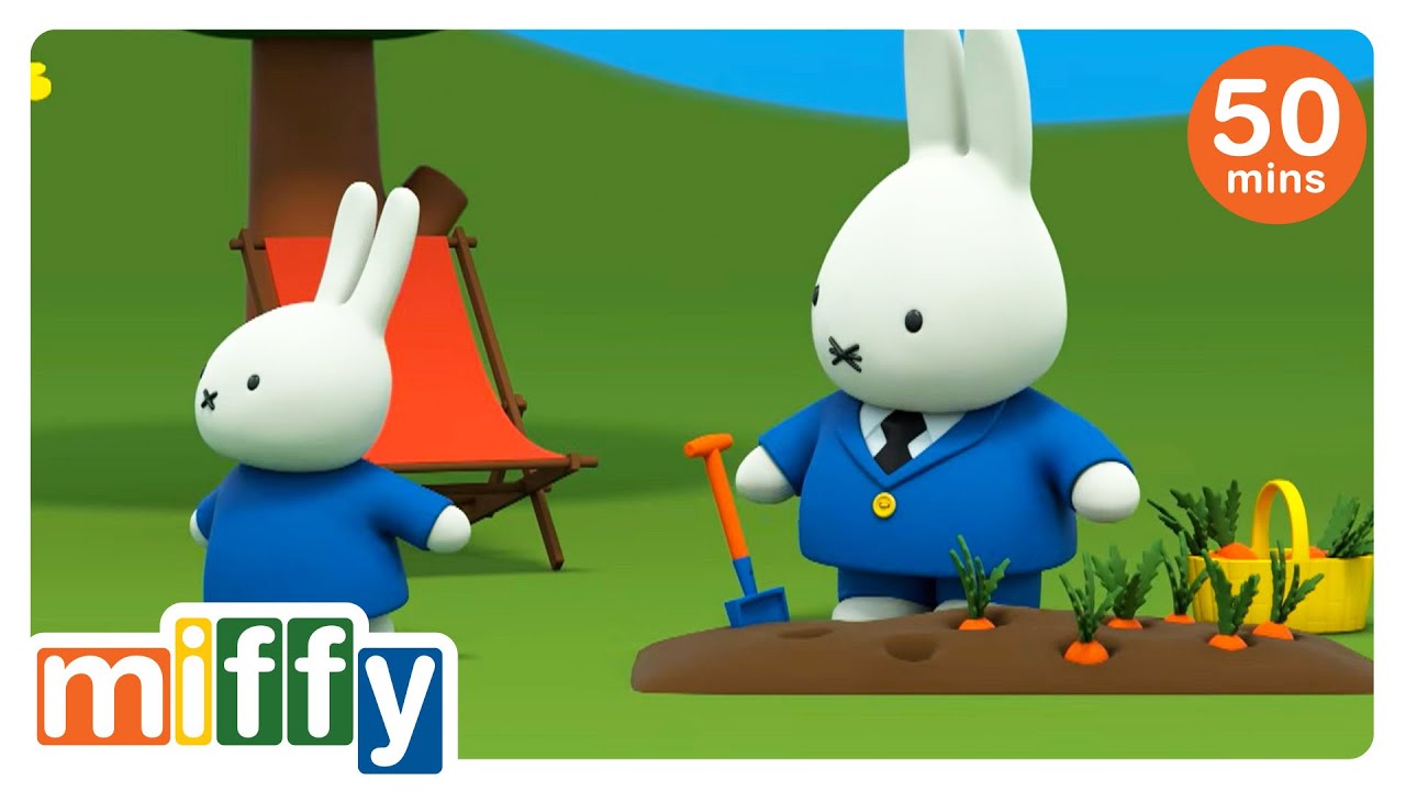 Miffy helps Dad picking carrots | Miffy | Cartoons for kids